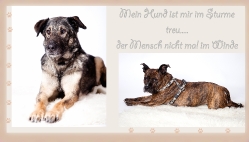 Hund