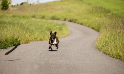 Hund